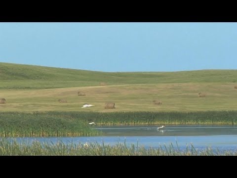 Protecting Prairie Potholes For Wildlife