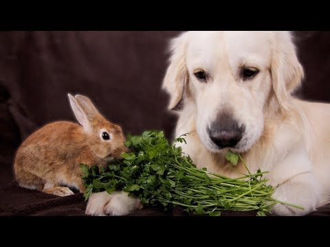 Dog and Rabbit are the Cutest Friends Eating Greens Together