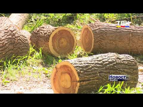 Вырезка кленово-крапивной чащи возле 11-ой школы – в Бердске началась борьба с дебрями в городских рощах Вырезка кленово-крапивной чащи возле 11-ой школы – в Бердске началась борьба с дебрями в городских рощах