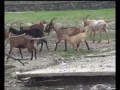 Les animaux de la Ferme Couderc-1 à Vallérargues (Gard)