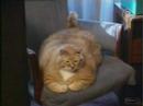 Le plus gros chat du monde / The Biggest cat in the world