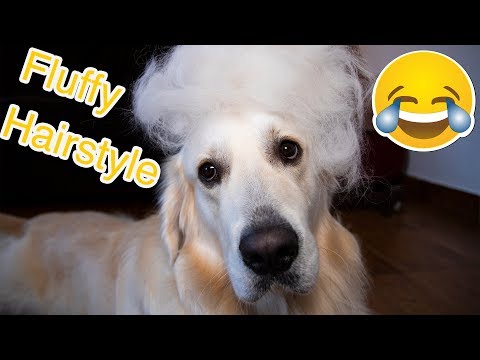 Grooming My Golden Retriever! What a Fluffy Dog! ASMR