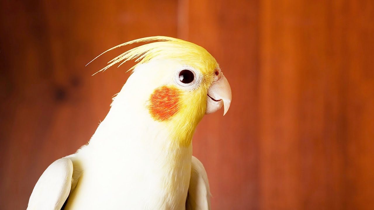 How to Take Care of a Cockatiel Pet Bird YouTube