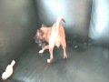 LUCKY, THE CHIHUAHUA, SHAKING THAT 'THING' VIGOROUSLY-Wynonie Harris-Shake (Doo Wop Corner)