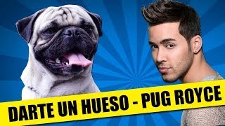 Pug Royce - Darte Un Hueso | PARODIA: Prince Royce - Darte Un Beso | QueParió! ft. Fer Reyes