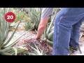 Aloe Vera Plant Care - Removing Pups and leaves