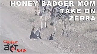 Honey Badger mom ATTACKS Zebra to protect young | EXCLUSIVE Footage [Caught in the Act]