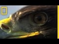 National geographic: Охота орла National geographic: Охота орла