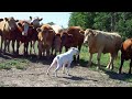 boxer vs cows