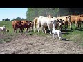 boxer vs cows