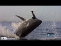 Slow Motion Shark Attack High Definition - Shark Week