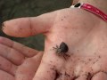 Playing with a Baby Hermit Crab in Costa Rica