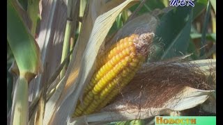 В Искитимском районе впервые собрали урожай кукурузы на зерно