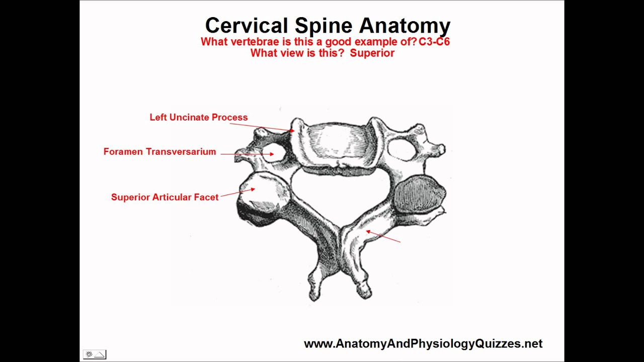 Cervical Vertebrae - Anatomy Study Aid and Quiz - YouTube