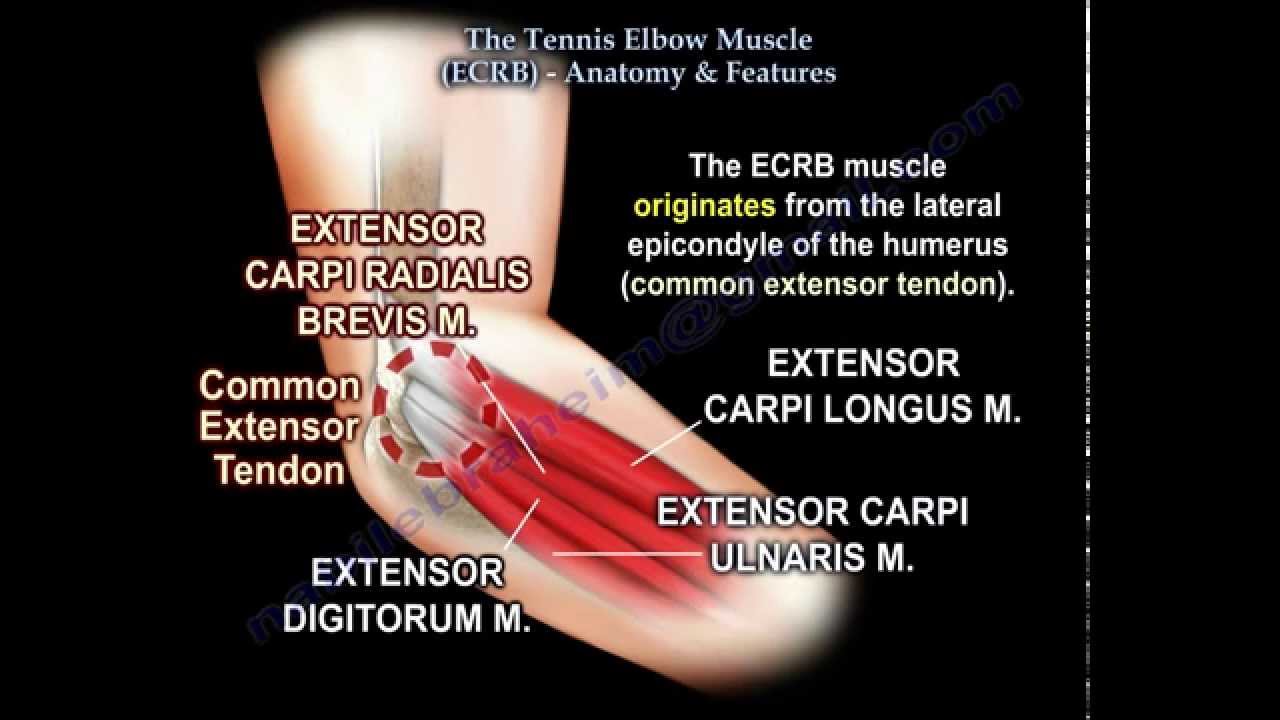 Tennis Elbow Muscle (ECRB) - Everything You Need To Know - Dr. Nabil