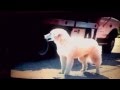 Homeward Bound 2-Chance is Chased