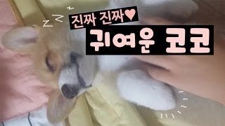 과거 애기시절 귀여운 코코! 진짜진짜 귀엽네요! - Welsh Corgi