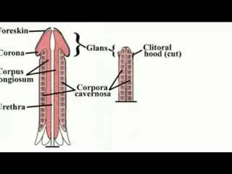 Why the penis is smaller