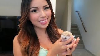 Meet my pet Hedgehog Poki !!!