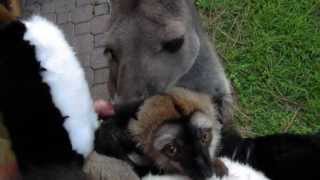 BABY LEMUR LEARNS ABOUT KANGAROO LOVE!