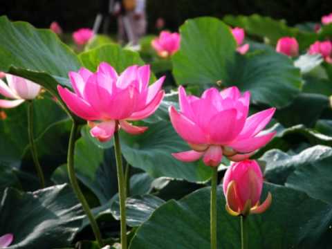 Trung Phong Pháp Ngữ (Tác Giả: Trung Phong Thiền Sư)