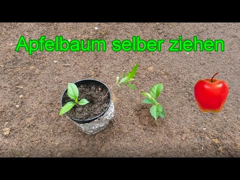 Download Apfelbaum aus Kern selber ziehen – Samen vom Apfel richtig einpflanzen - ANLEITUNG
