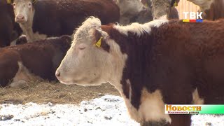 Профориентационные экскурсии по фермерским хозяйствам провели для школьников Искитимского района