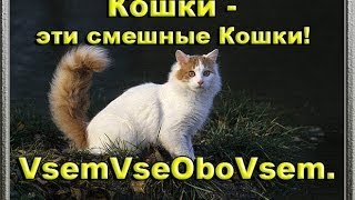 Кошки - эти смешные Кошки! VsemVseOboVsem.