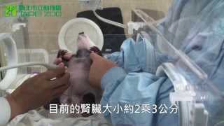 圓仔的超音波健康檢查初體驗 Baby Giant Panda's First Ultrasound Health Examination