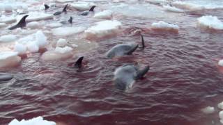 Trapped Dolphins in Cape Ray