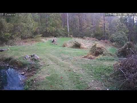 Bear plays with ball take 2 10-21-19