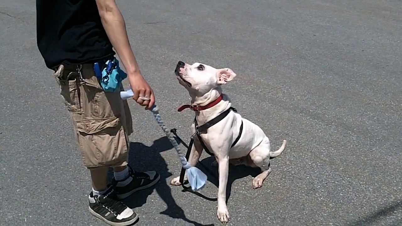 Rescue Pit Bull in Training - YouTube