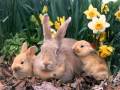 Happy Easter Day