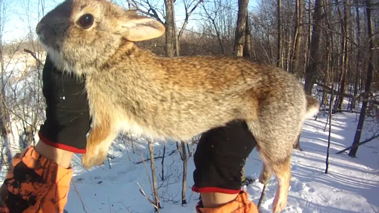 Small Game Hunting 17 1 Cottontail Rabbit by 20 Ga. Shotgun YouTube
