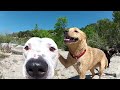 GoPro Dog Faces