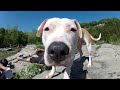 GoPro Dog Faces