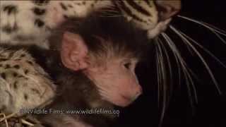 Incredible leopard and baby baboon interaction