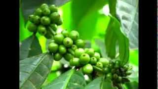 Common Ways Of Processing Green Coffee Beans For Normal Usage