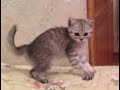 Funny Videos 2014 - Funny Cats Video - Funny Cat Videos Ever - Funny Animals Funny Fails 2014