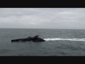 Sea Shepherd meets Japanese Whalers!