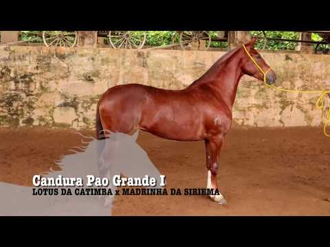 ÉGUA DA SEMANA - CANDURA PAO GRANDE I - MANGALARGA MARCHADOR