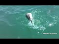 30milesOUT- HAMMER HEAD SHARK - hobie pro angler KAYAK FISHING OFFSHORE OIL RIGS