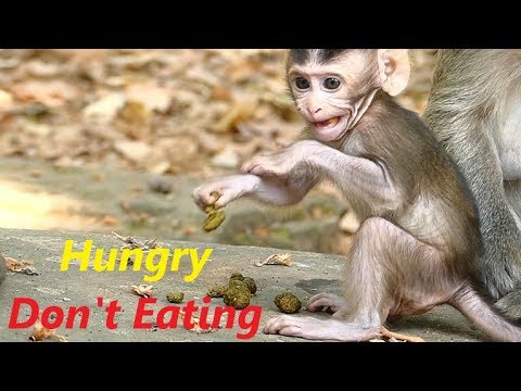 Poor Baby Dustin Hungry Try Eating Stool | Janet Screaming Feeding Milk Jane Bite | Monkey Crying