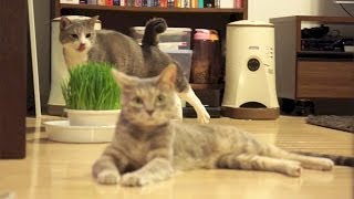 くうねるあそぶ - Cat Playing, Eating, Relaxing -