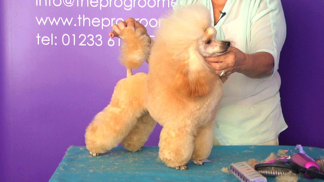 Pro Groomer Grooming Guide Taster - Toy Poodle - Show - YouTube