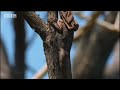 Wild Australian frilled lizards fight for territory in canopy trees - BBC wildlife