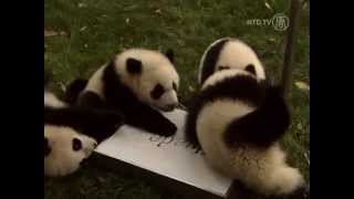 Baby Pandas Go Wild At Giant Panda Carnival