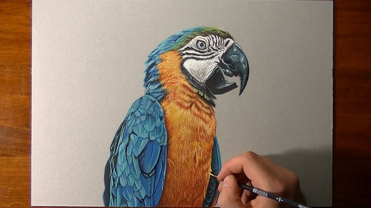 Drawing a realistic parrot - YouTube