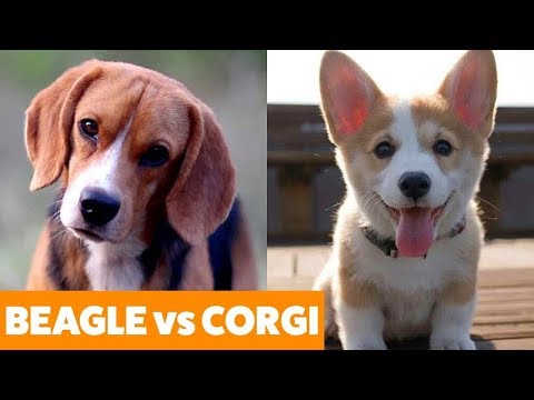 Pets TV Beagle vs. Corgi - Dogs 101 Funny Pet Videos