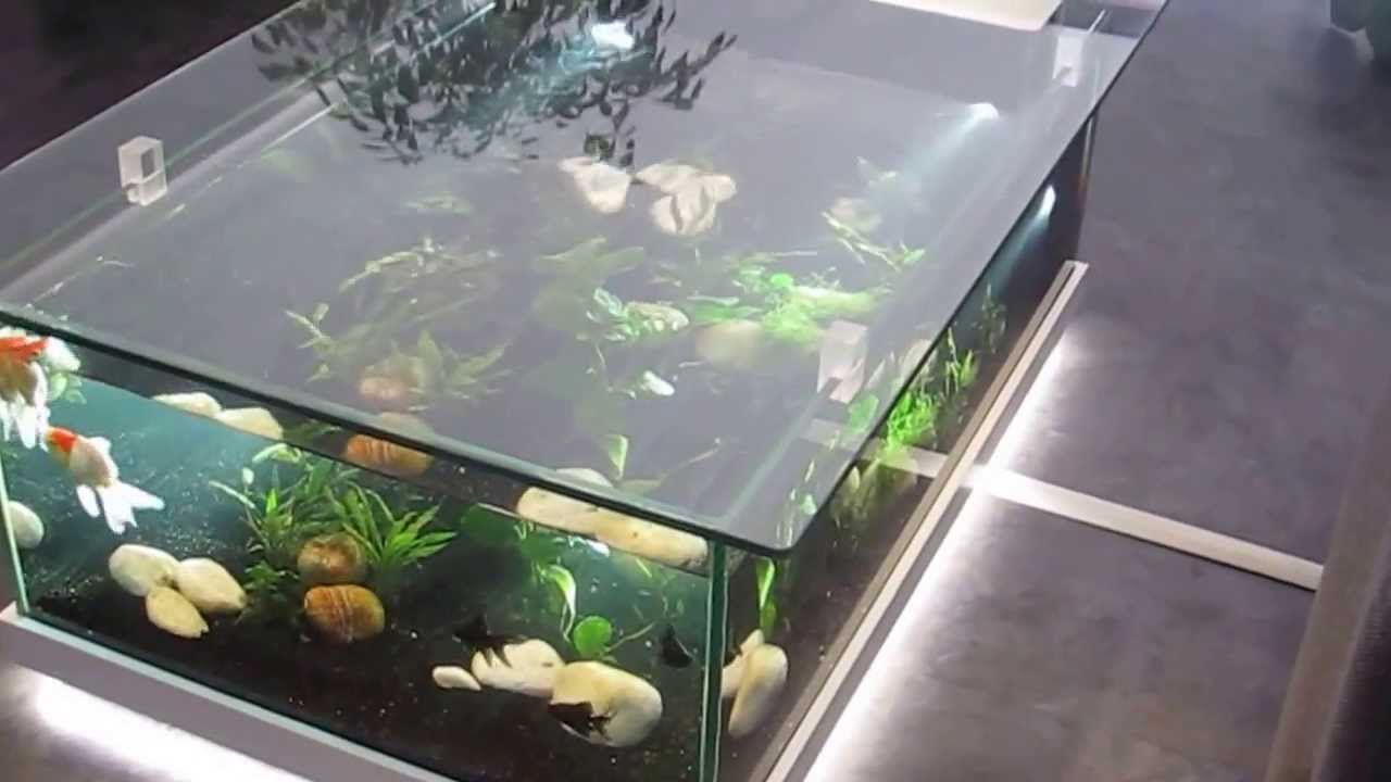 Aquarium d'eau douce table aquarium amazone Odyssee Aquarium YouTube